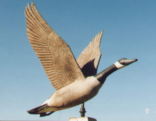 Canada Goose of Lundar, Manitoba